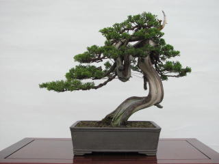盆栽 グリーンセンター藤川